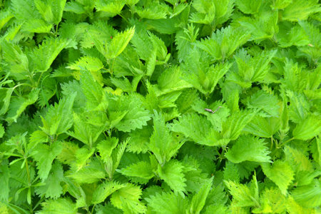 Green stinging nettles on the field, closeup of photoの写真素材