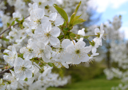 cherry blossom in spring, macro shot, shallow depth of fieldの写真素材
