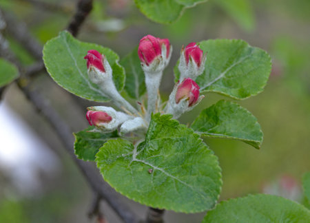 Apple blossom in springtime, close-up of pink flowersの写真素材