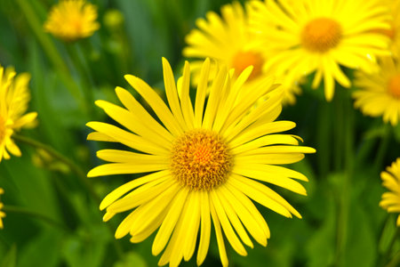 Yellow daisies in the garden, close up, selective focusの写真素材
