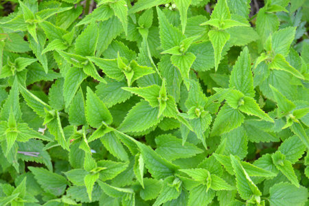 Green leaves of stinging nettle (Urtica dioica)の写真素材
