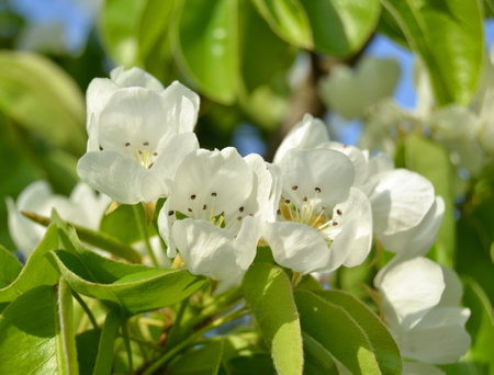 White flowers of a blossoming pear tree on a background of green leavesの写真素材