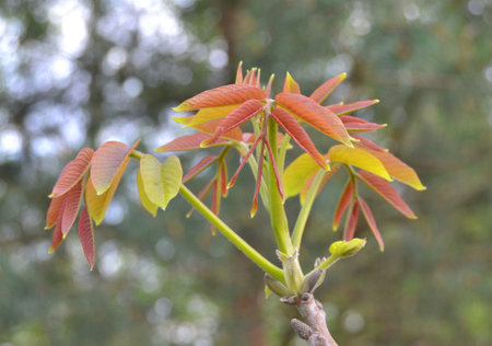 Young leaves of a chestnut tree in autumn, close-upの写真素材