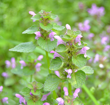 Flowering dead nettle (Lamium purpureum)