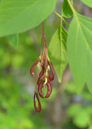 Maple seeds on a tree branch in spring, close-upの写真素材