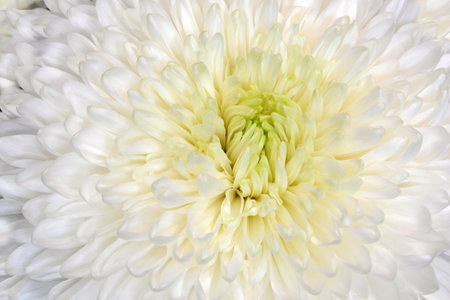White chrysanthemum flower close-up on a white backgroundの写真素材