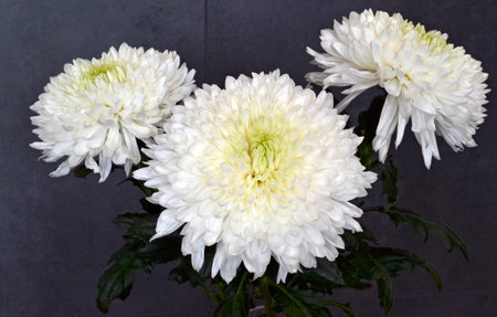 White chrysanthemums on a dark background, close-upの写真素材