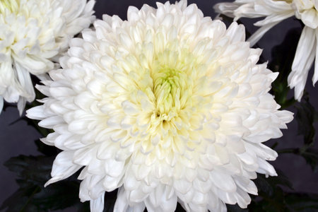 White chrysanthemum on a dark backgroundの写真素材