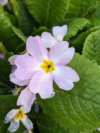 Beautiful pink primrose flowers in the garden. Spring background.の写真素材