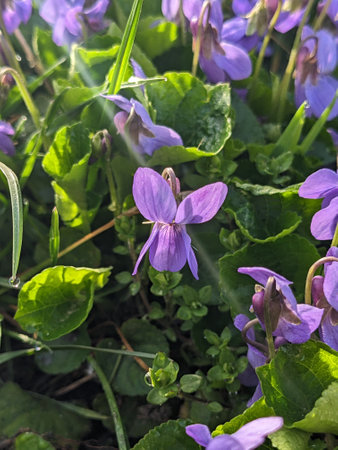 Viola odorata, common violets, violet flowers in bloomの写真素材