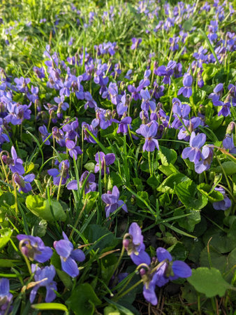 Beautiful spring flowers on a meadow in the forest. Violet Viola odorataの写真素材
