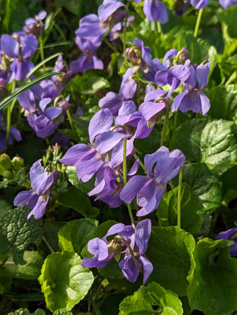 Viola odorata, commonly known as common violets.の写真素材