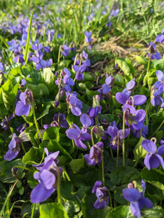 Viola odorata blooming in the meadow in spring.の写真素材