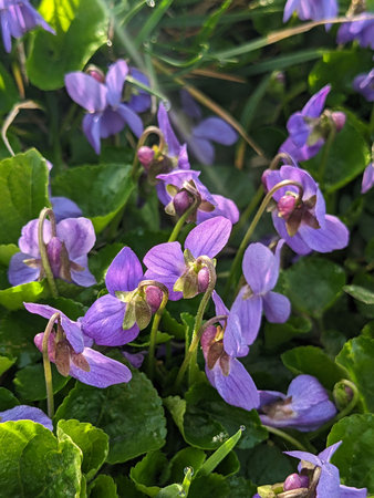 Purple flowers of violets (Violets odorata)の写真素材