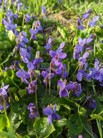 Purple flowers of violets (Viola odorata)の写真素材