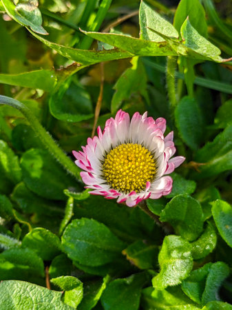 Bellis perennis - Latin name - Bellis perennisの写真素材