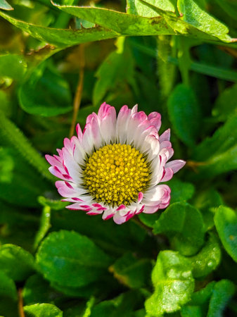 Bellis perennis (Bellis perennis) in the gardenの写真素材