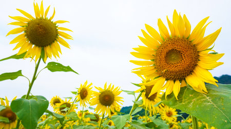 Sunflower field in Haki, Fukuokaの写真素材