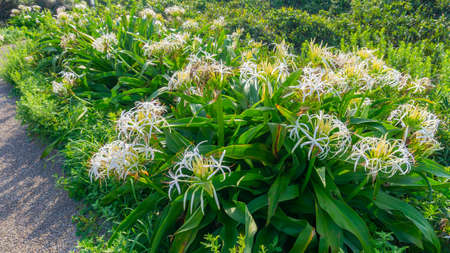 Hamayou blooming on the shore of  Tsunoshima Lighthouseの写真素材