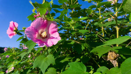 Hibiscuses on Tsunoshima Bridge, Shimonoseki Cityの写真素材