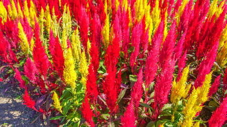 Brightly colored Cockscomb photographed in Fukuoka.