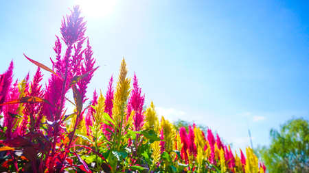 Brightly colored Cockscomb photographed in Fukuoka.の写真素材