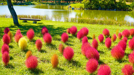 Kochia in the park in autumn color