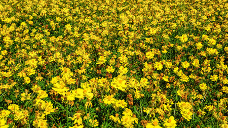 Beautiful Yellow Cosmos in Full Bloomの写真素材