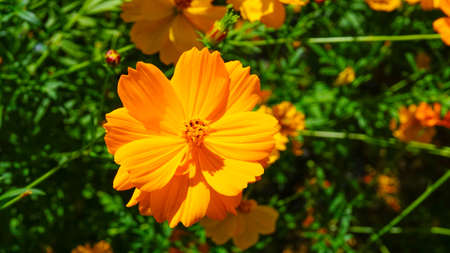 Beautiful Yellow Cosmos in Full Bloomの写真素材