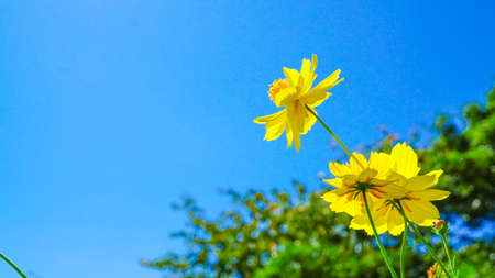 Beautiful Yellow Cosmos in Full Bloomの写真素材