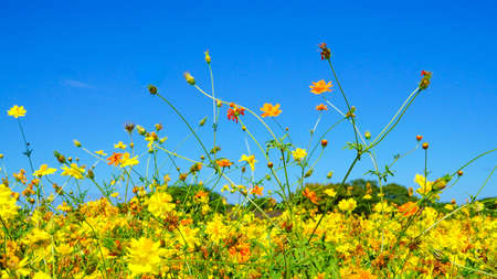Beautiful Yellow Cosmos in Full Bloomの写真素材