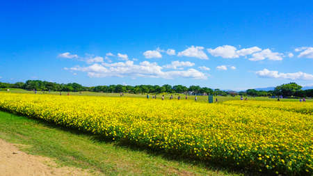 Beautiful Yellow Cosmos in Full Bloom