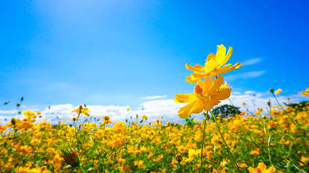 Beautiful Yellow Cosmos in Full Bloomの写真素材