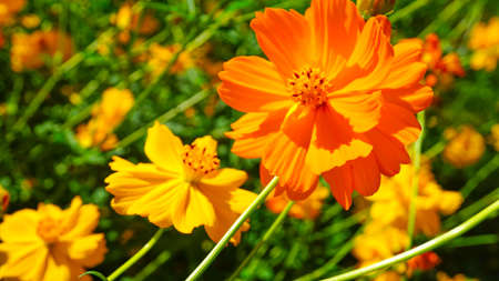 Beautiful Yellow Cosmos in Full Bloomの写真素材