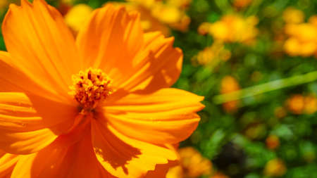 Beautiful Yellow Cosmos in Full Bloomの写真素材