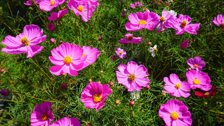Cosmos blooming under a clear autumn skyの写真素材
