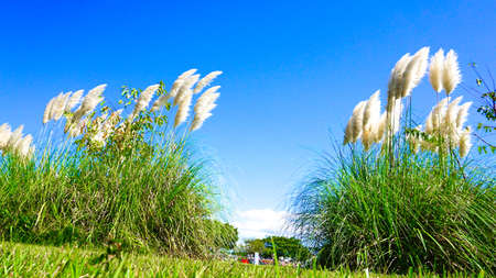 Pampas grass swaying in the wind under a blue skyの写真素材
