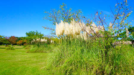 Pampas grass swaying in the wind under a blue skyの写真素材