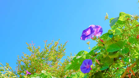 Large morning glory blooming in early autumn