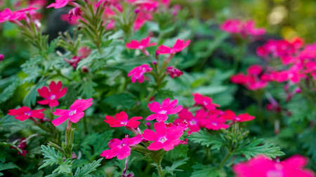 Verbena blooms vigorously and prettily even in midsummer.