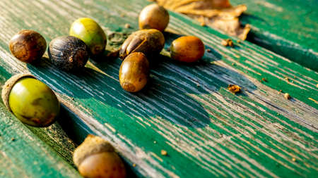 Acorns on a green bench in the forest.の写真素材