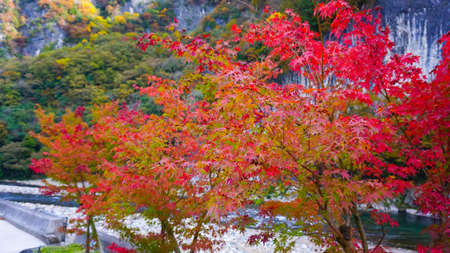Ikura Cave and Ikura Waterfall in Autumn Leaves Season