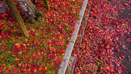 Autumn leaves photographed in Hiroshima Prefecture
