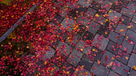 Autumn leaves photographed in Hiroshima Prefecture