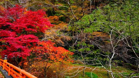 Beautiful Autumn Leaves at Kami-Teishakyoの写真素材