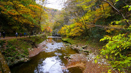 Beautiful Autumn Leaves at Kami-Teishakyo