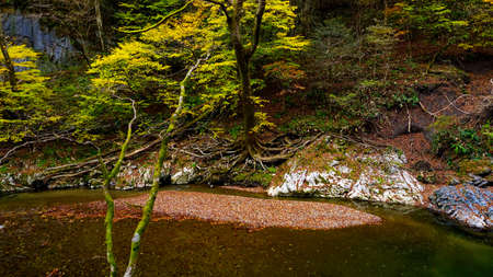 Beautiful Autumn Leaves at Kami-Teishakyoの写真素材