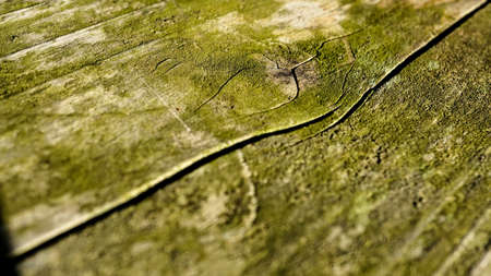 An old tree with distinctive wood grainの写真素材