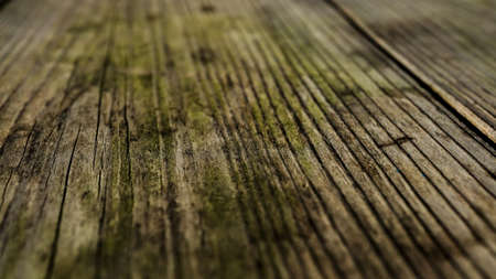 An old tree with distinctive wood grainの写真素材