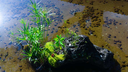 Water plants growing along the edge of a stream